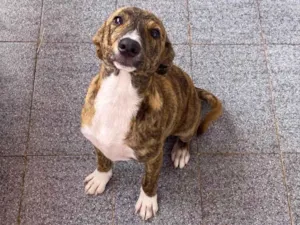 Cachorro raça Srd  idade 7 a 11 meses nome Mirela 