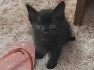 Gato raça  idade 2 a 6 meses nome Não sabemos o nome