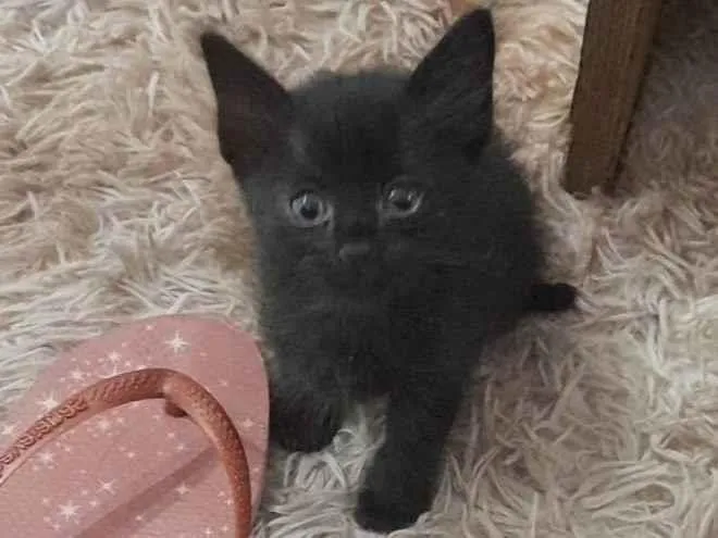 Gato ra a  idade 2 a 6 meses nome Não sabemos o nome