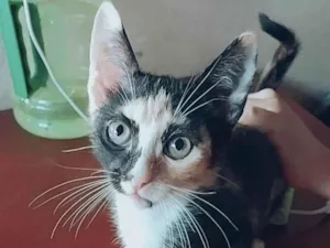Gato raça Sem raça idade 2 a 6 meses nome Tricolor e frajola