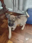 Dora
