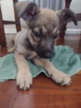 Dora