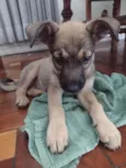 Dora