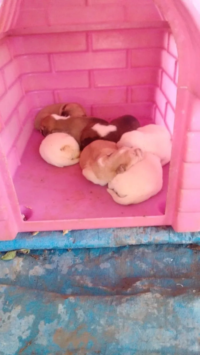 Cachorro raça  idade 2 a 6 meses nome -