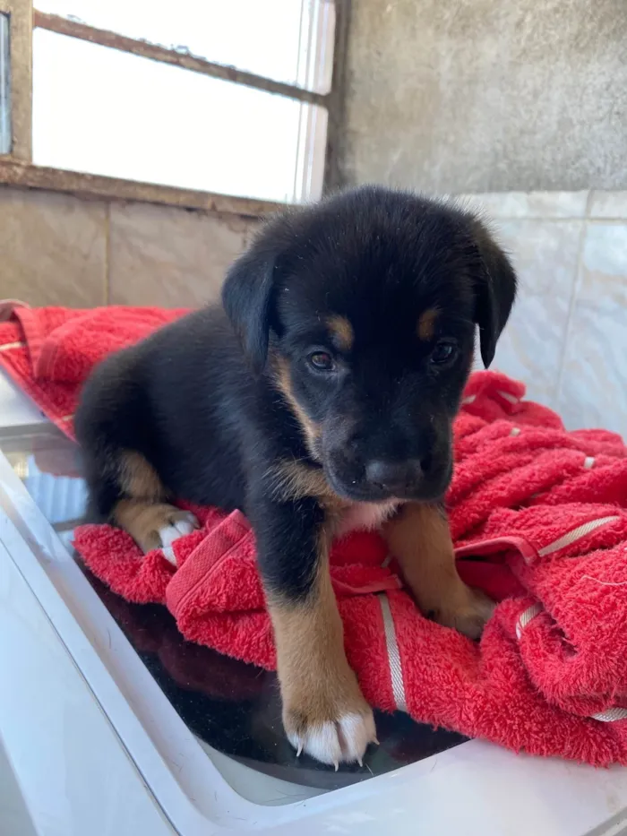 Cachorro ra a SRD-ViraLata idade Abaixo de 2 meses nome Tem um pelo mais fofo e vai ser maior das três 