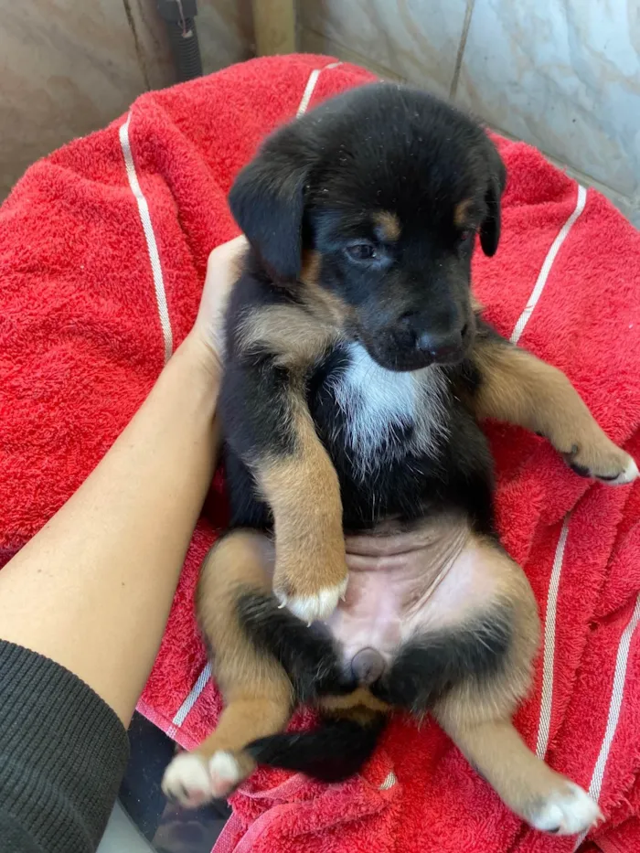 Cachorro ra a SRD-ViraLata idade Abaixo de 2 meses nome Tem um pelo mais fofo e vai ser maior das três 