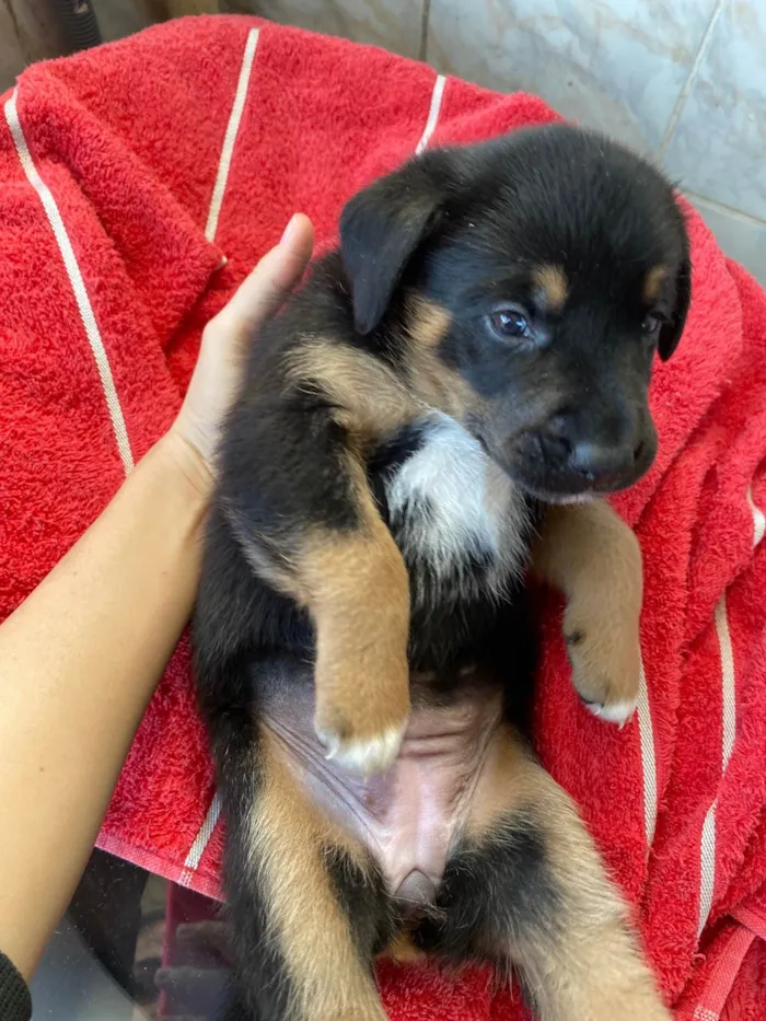 Cachorro ra a SRD-ViraLata idade Abaixo de 2 meses nome Tem um pelo mais fofo e vai ser maior das três 