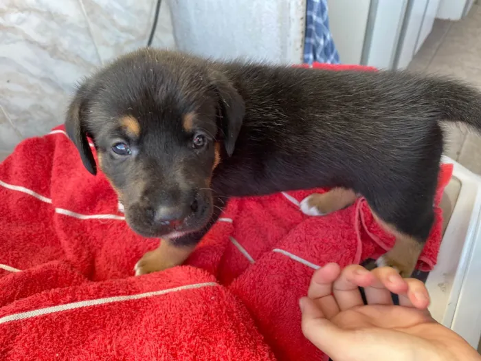 Cachorro ra a SRD-ViraLata idade Abaixo de 2 meses nome Tem um pelo mais fofo e vai ser maior das três 