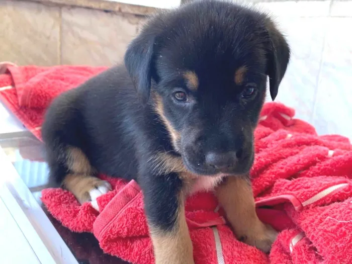 Cachorro ra a SRD-ViraLata idade Abaixo de 2 meses nome Tem um pelo mais fofo e vai ser maior das três 