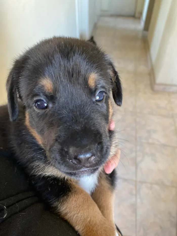 Cachorro ra a SRD-ViraLata idade Abaixo de 2 meses nome Tem um pelo mais fofo e vai ser maior das três 