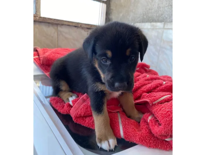 Cachorro ra a SRD-ViraLata idade Abaixo de 2 meses nome Tem um pelo mais fofo e vai ser maior das três 