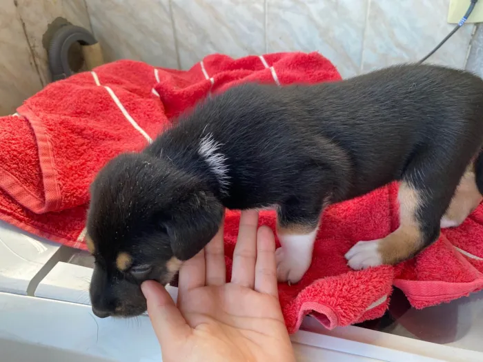 Cachorro ra a SRD-ViraLata idade Abaixo de 2 meses nome Pelo razo 