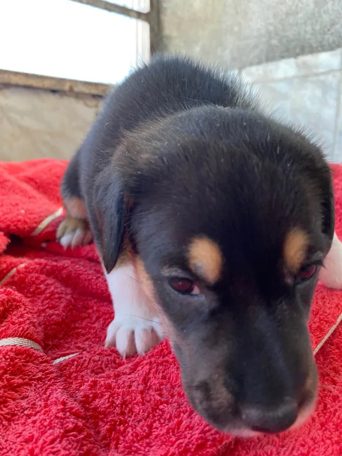 Cachorro ra a SRD-ViraLata idade Abaixo de 2 meses nome Pelo razo 