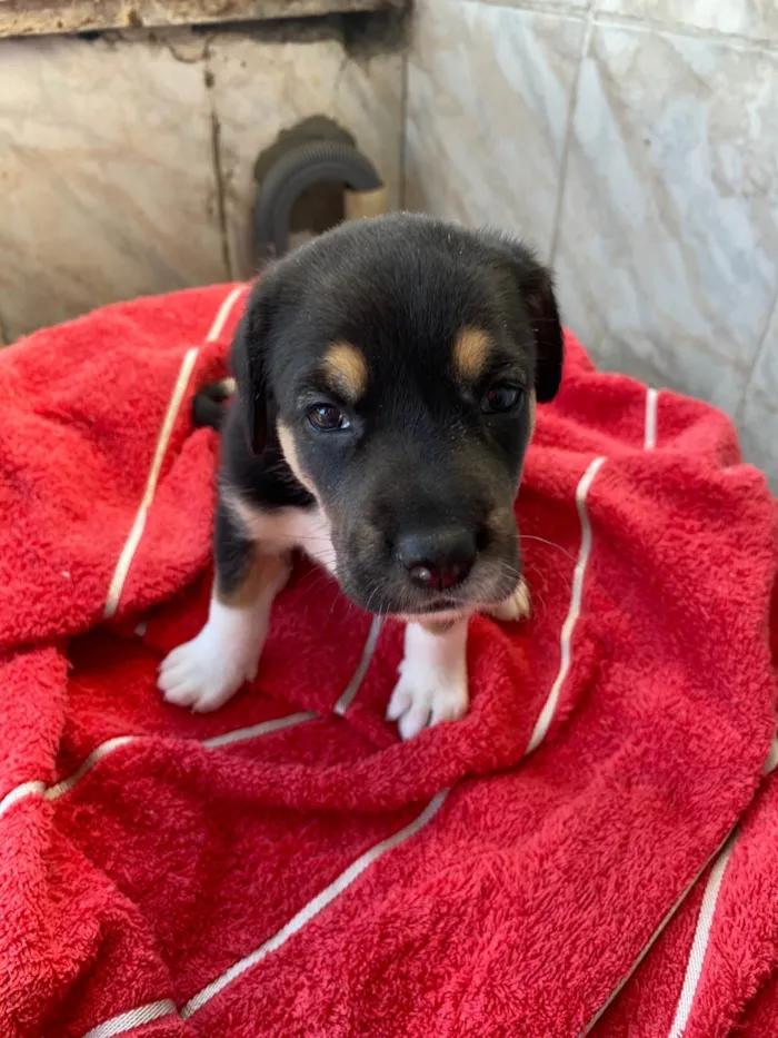 Cachorro ra a SRD-ViraLata idade Abaixo de 2 meses nome Pelo razo 