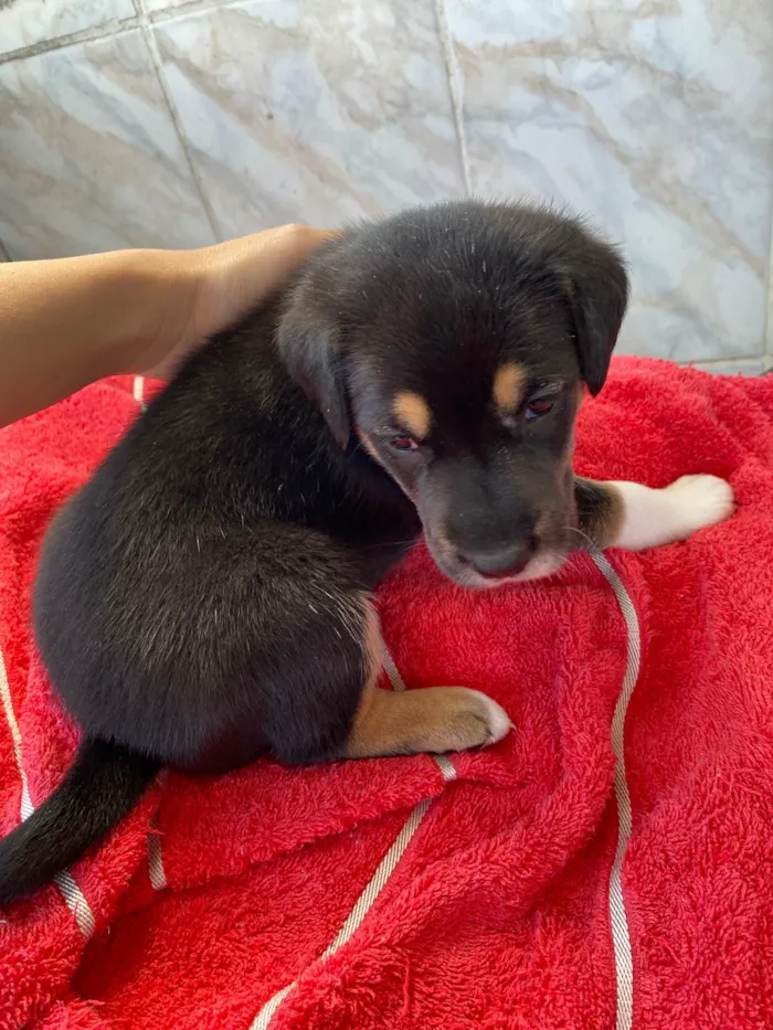 Cachorro ra a SRD-ViraLata idade Abaixo de 2 meses nome Pelo razo 