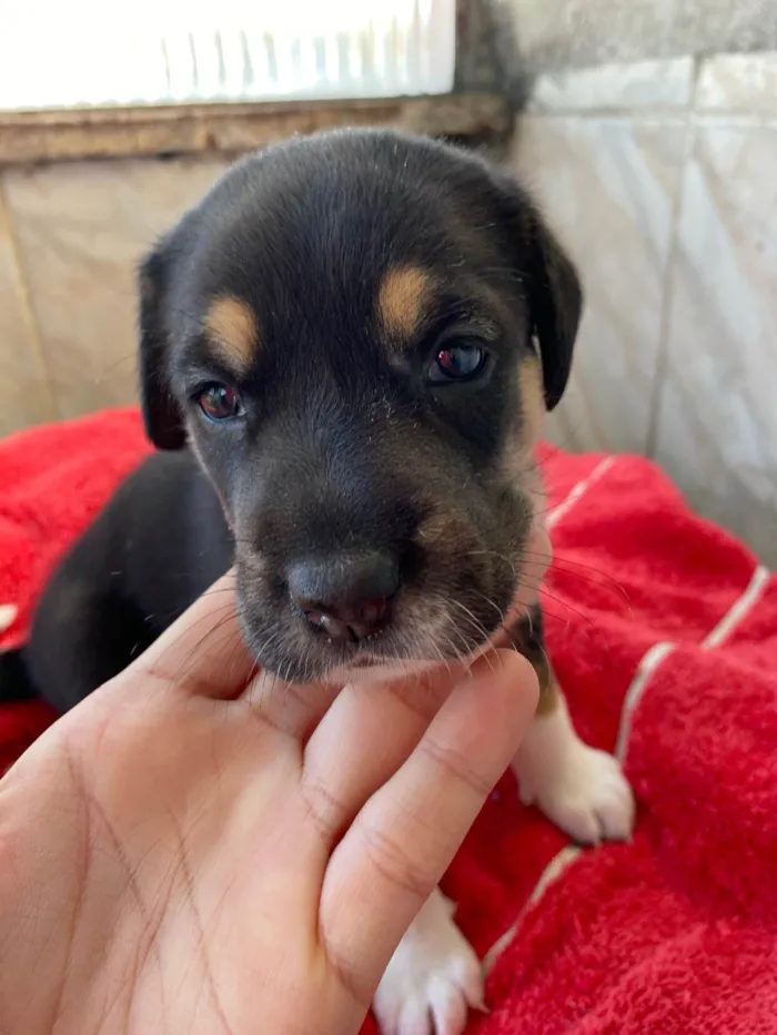 Cachorro ra a SRD-ViraLata idade Abaixo de 2 meses nome Pelo razo 