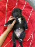 Pretinha -Vai ser a menor das três
