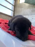 Pretinha -Vai ser a menor das três