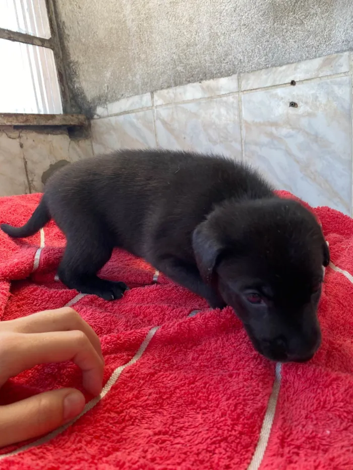 Cachorro ra a SRD-ViraLata idade Abaixo de 2 meses nome  Pretinha -Vai ser a menor das três 