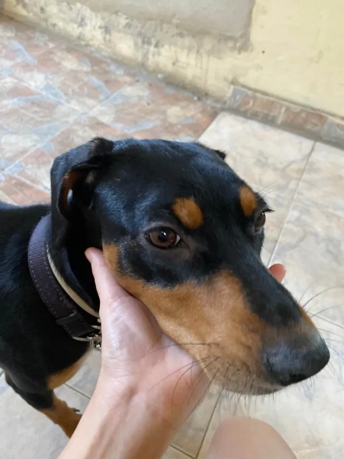 Cachorro ra a SRD-ViraLata idade  nome Belinha