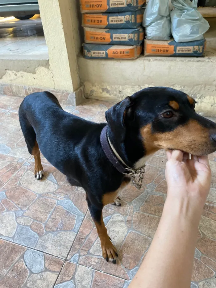 Cachorro ra a SRD-ViraLata idade  nome Belinha