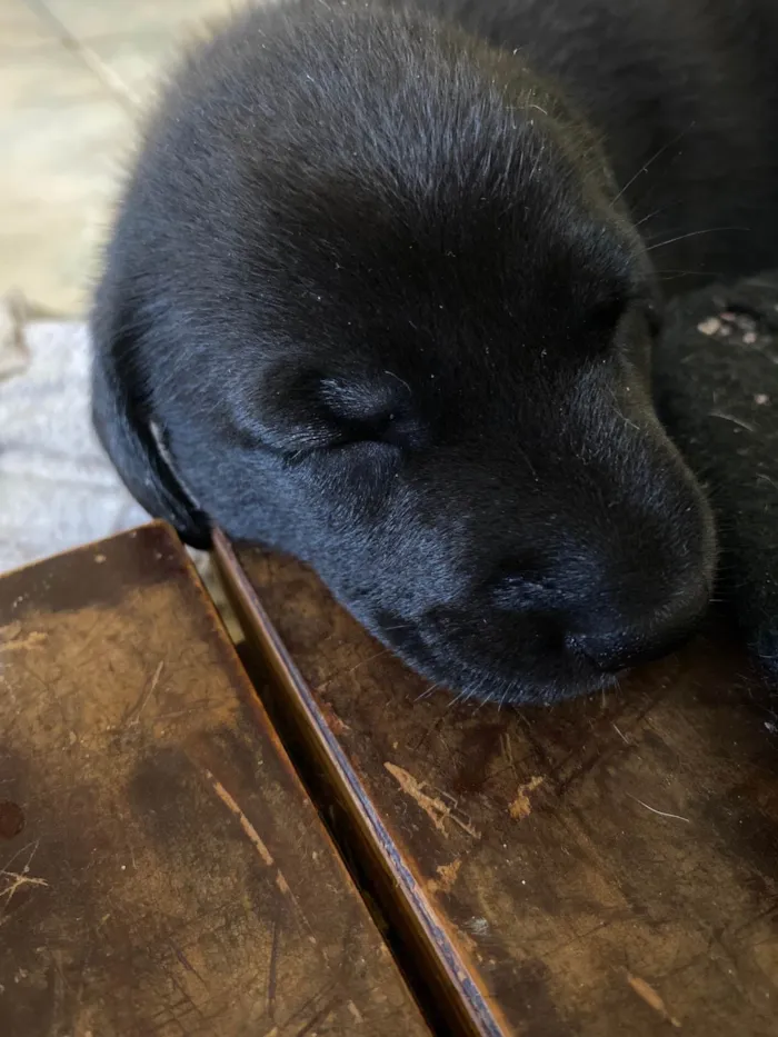 Cachorro ra a SRD-ViraLata idade Abaixo de 2 meses nome  Pretinha -Vai ser a menor das três 