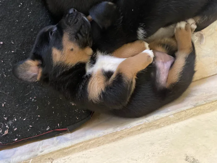 Cachorro ra a SRD-ViraLata idade Abaixo de 2 meses nome Tem um pelo mais fofo e vai ser maior das três 