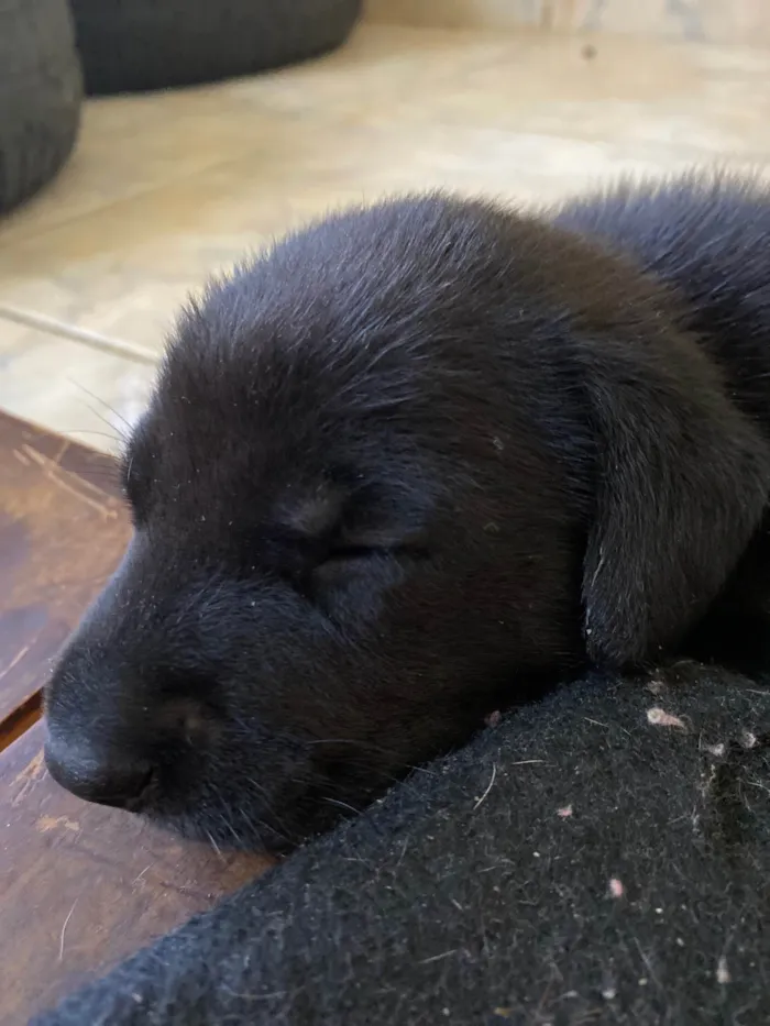 Cachorro ra a SRD-ViraLata idade Abaixo de 2 meses nome  Pretinha -Vai ser a menor das três 