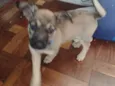 Dora