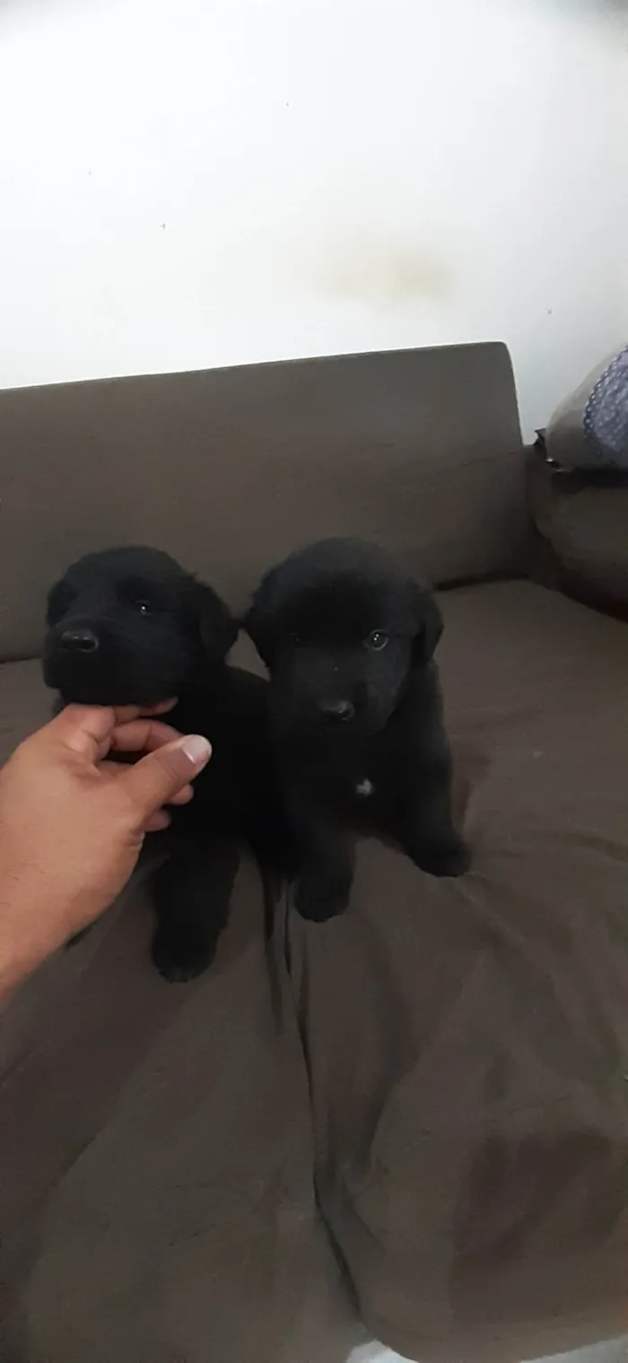 Cachorro ra a Labrador idade 2 a 6 meses nome Thor