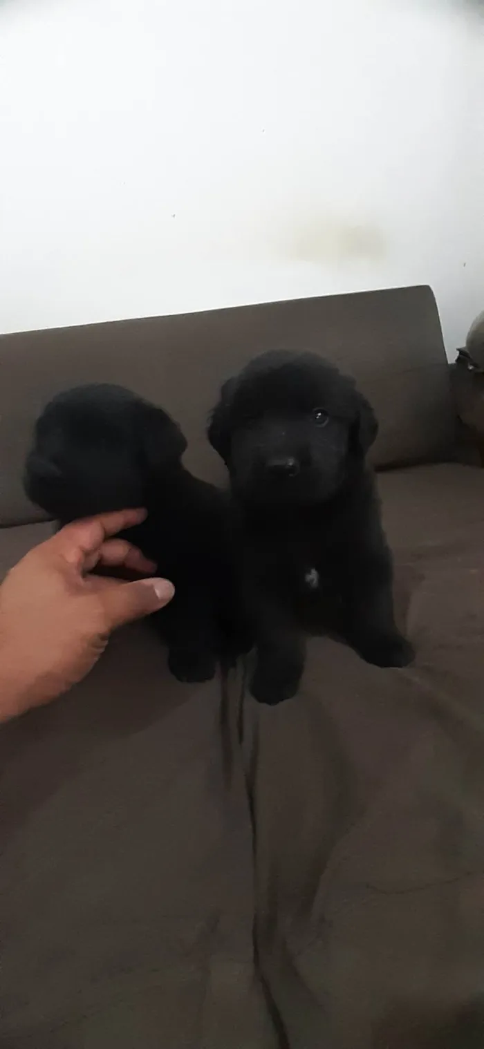 Cachorro ra a Labrador idade 2 a 6 meses nome Thor