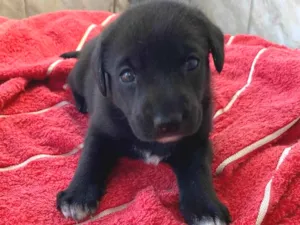Cachorro raça SRD-ViraLata idade Abaixo de 2 meses nome  Pretinha -Vai ser a menor das três 