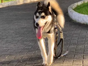 Cachorro raça Husky Siberiano idade 7 a 11 meses nome Ragnar