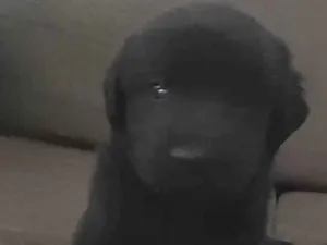 Cachorro raça Labrador idade 2 a 6 meses nome Thor