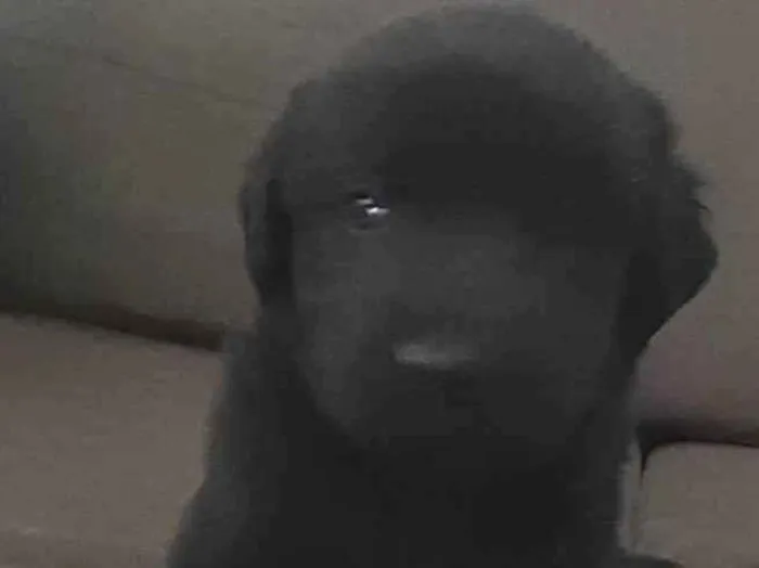 Cachorro ra a Labrador idade 2 a 6 meses nome Thor