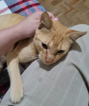 Gato raça SRD-ViraLata idade 1 ano nome MARX