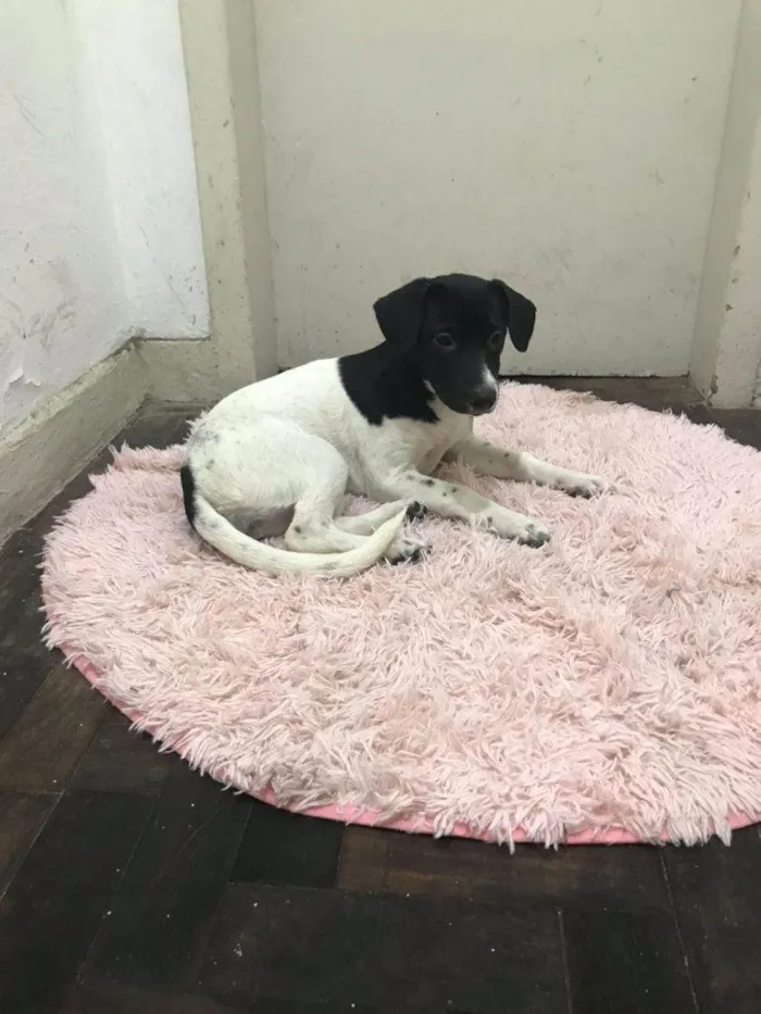 Cachorro ra a SRD-ViraLata idade 2 a 6 meses nome Bella 