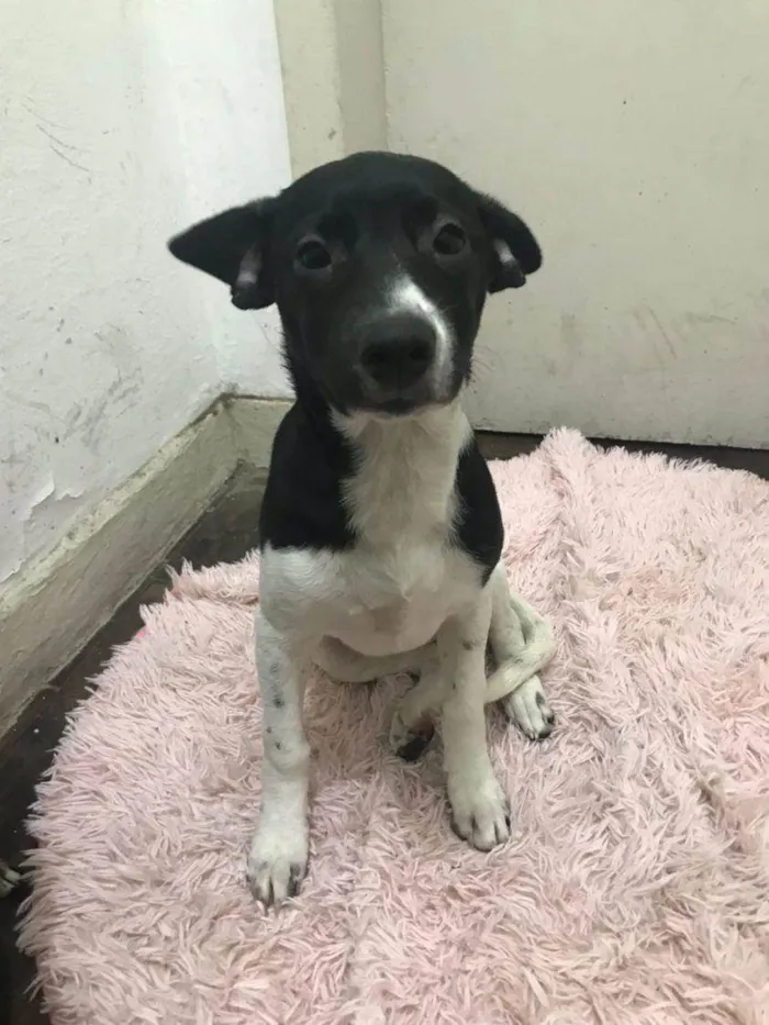 Cachorro ra a SRD-ViraLata idade 2 a 6 meses nome Bella 