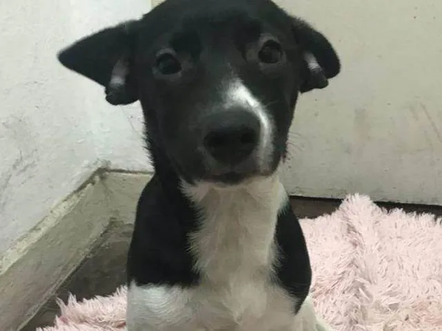 Cachorro ra a SRD-ViraLata idade 2 a 6 meses nome Bella 