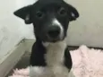 Bella