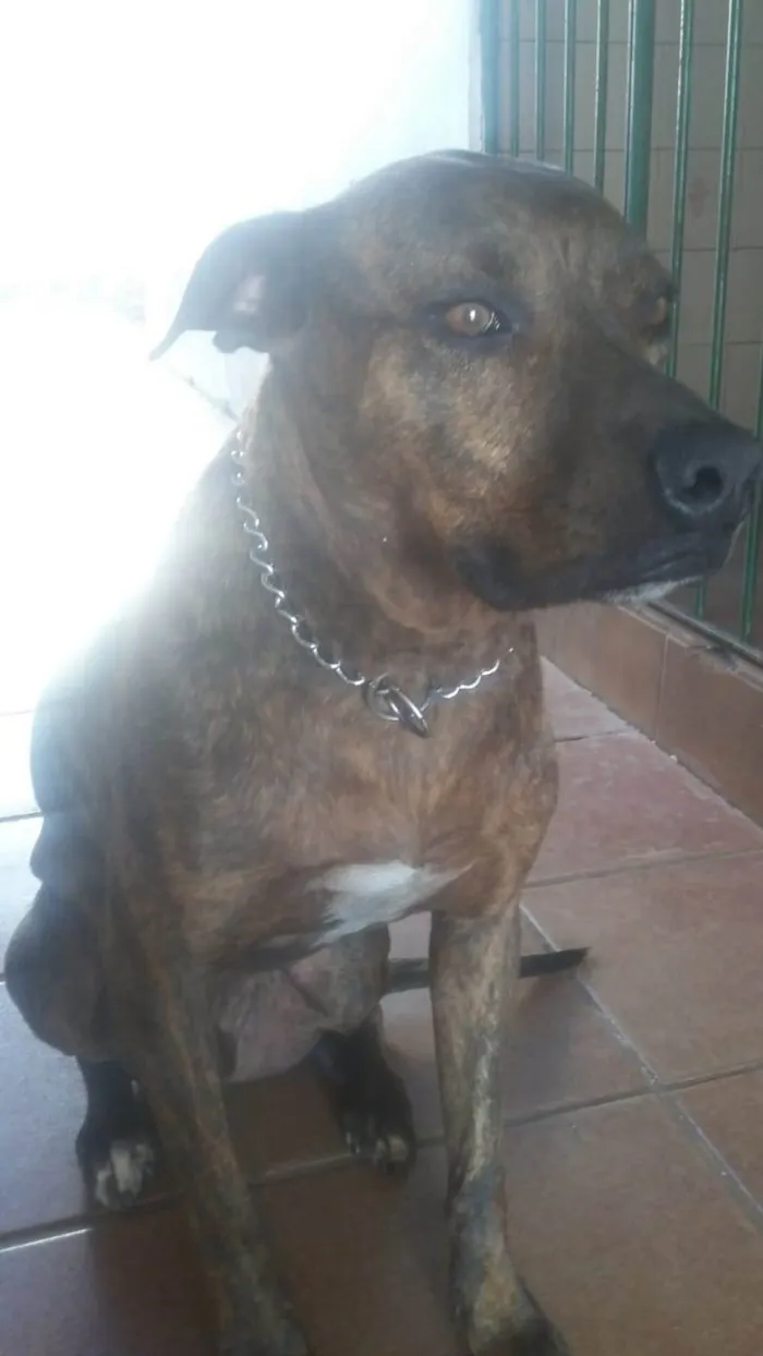 Cachorro ra a Pit-Bull idade 6 ou mais anos nome Thor