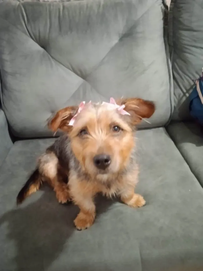 Cachorro ra a SRD-ViraLata idade 7 a 11 meses nome Charlotte