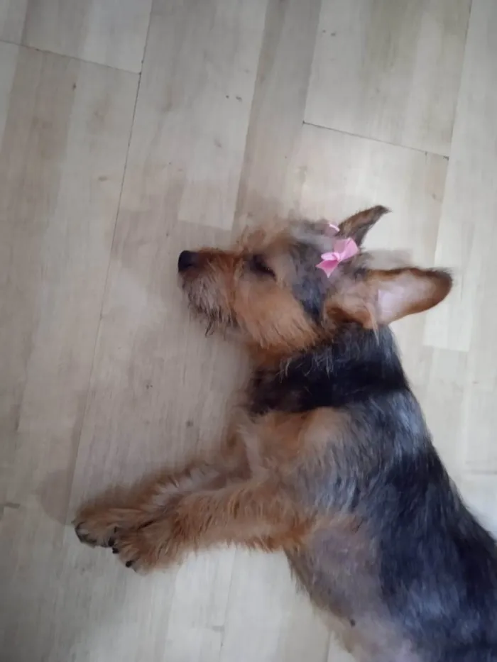 Cachorro ra a SRD-ViraLata idade 7 a 11 meses nome Charlotte