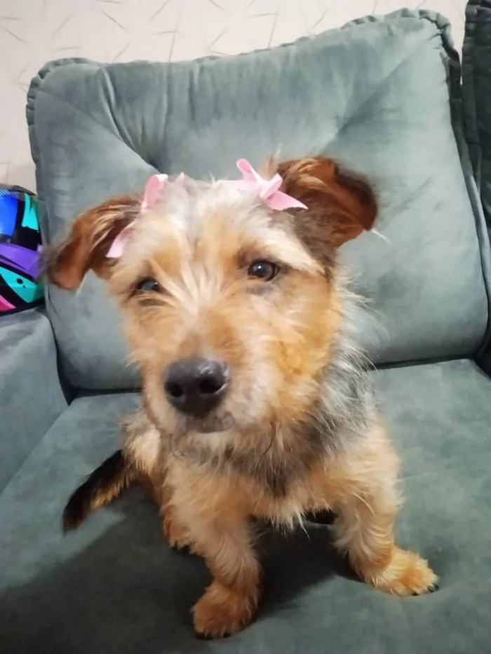Cachorro ra a SRD-ViraLata idade 7 a 11 meses nome Charlotte