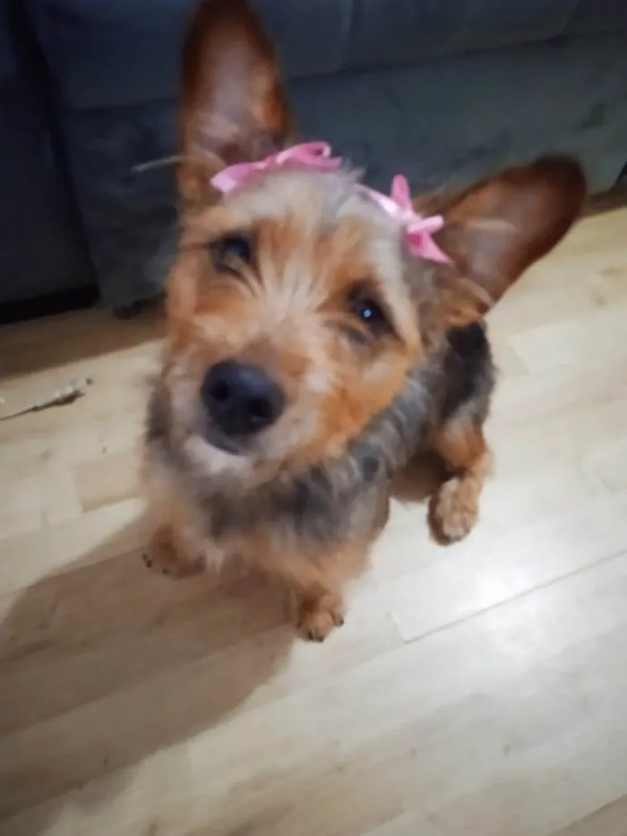 Cachorro ra a SRD-ViraLata idade 7 a 11 meses nome Charlotte