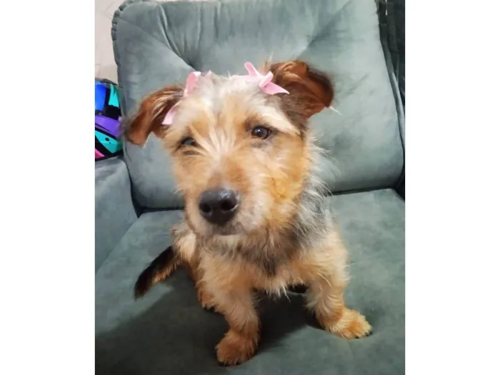 Cachorro ra a SRD-ViraLata idade 7 a 11 meses nome Charlotte