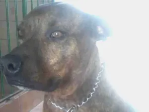 Cachorro raça Pit-Bull idade 6 ou mais anos nome Thor