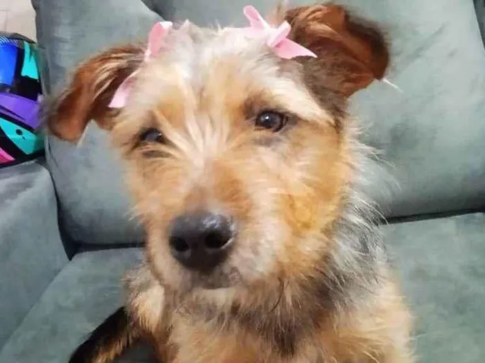 Cachorro ra a SRD-ViraLata idade 7 a 11 meses nome Charlotte
