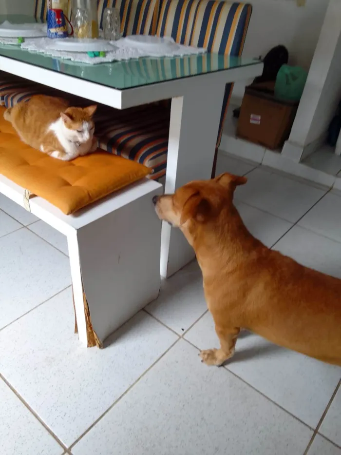 Cachorro ra a Mestiço  idade 1 ano nome Lion 