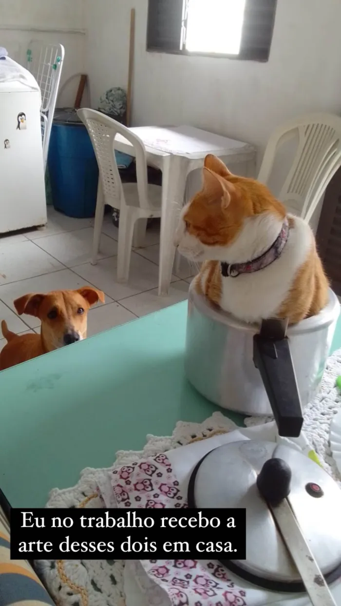 Cachorro ra a Mestiço  idade 1 ano nome Lion 